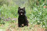 CAIRN TERRIER 581